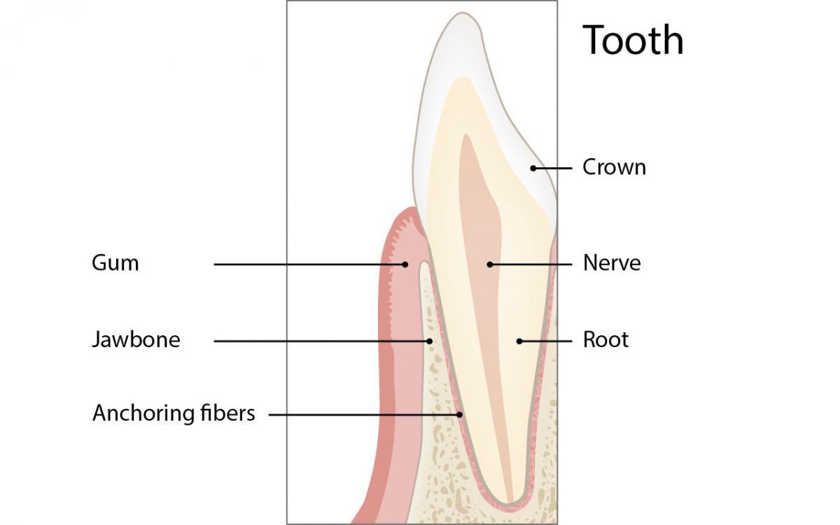 Come si ancora il dente all'osso mascellare?