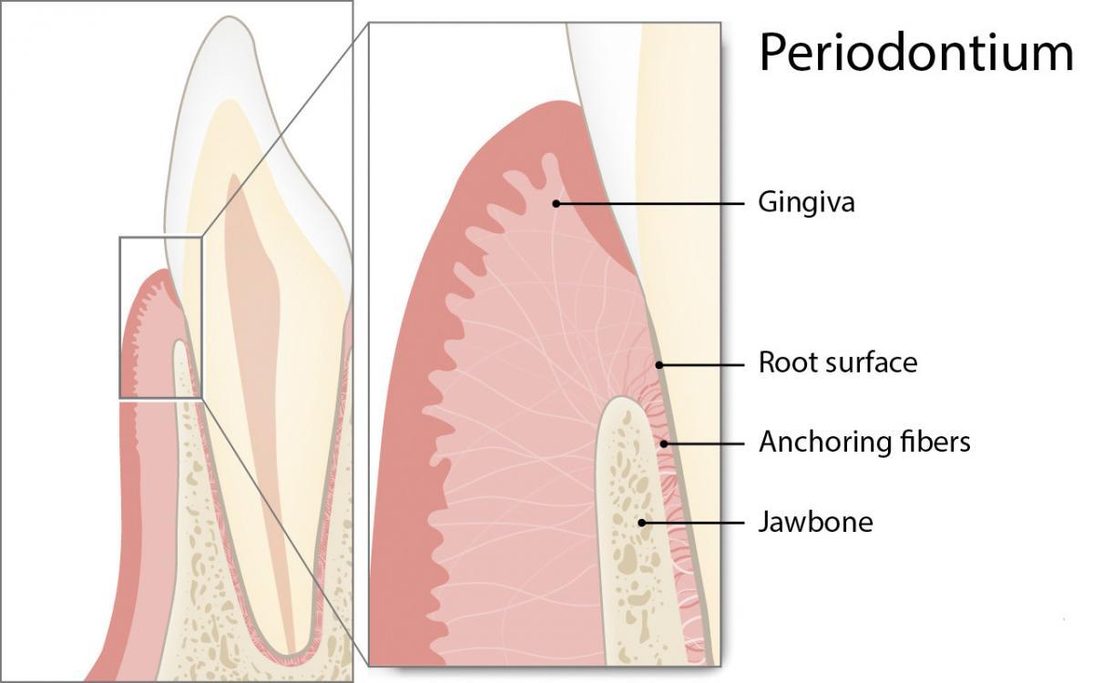 Cos’è il parodonto?