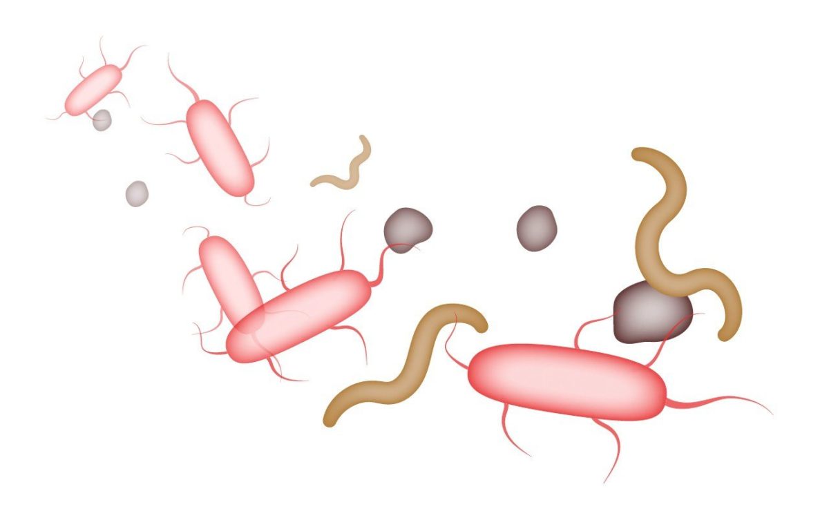 Bakterieller Zahnbelag (Plaque, Biofilm)