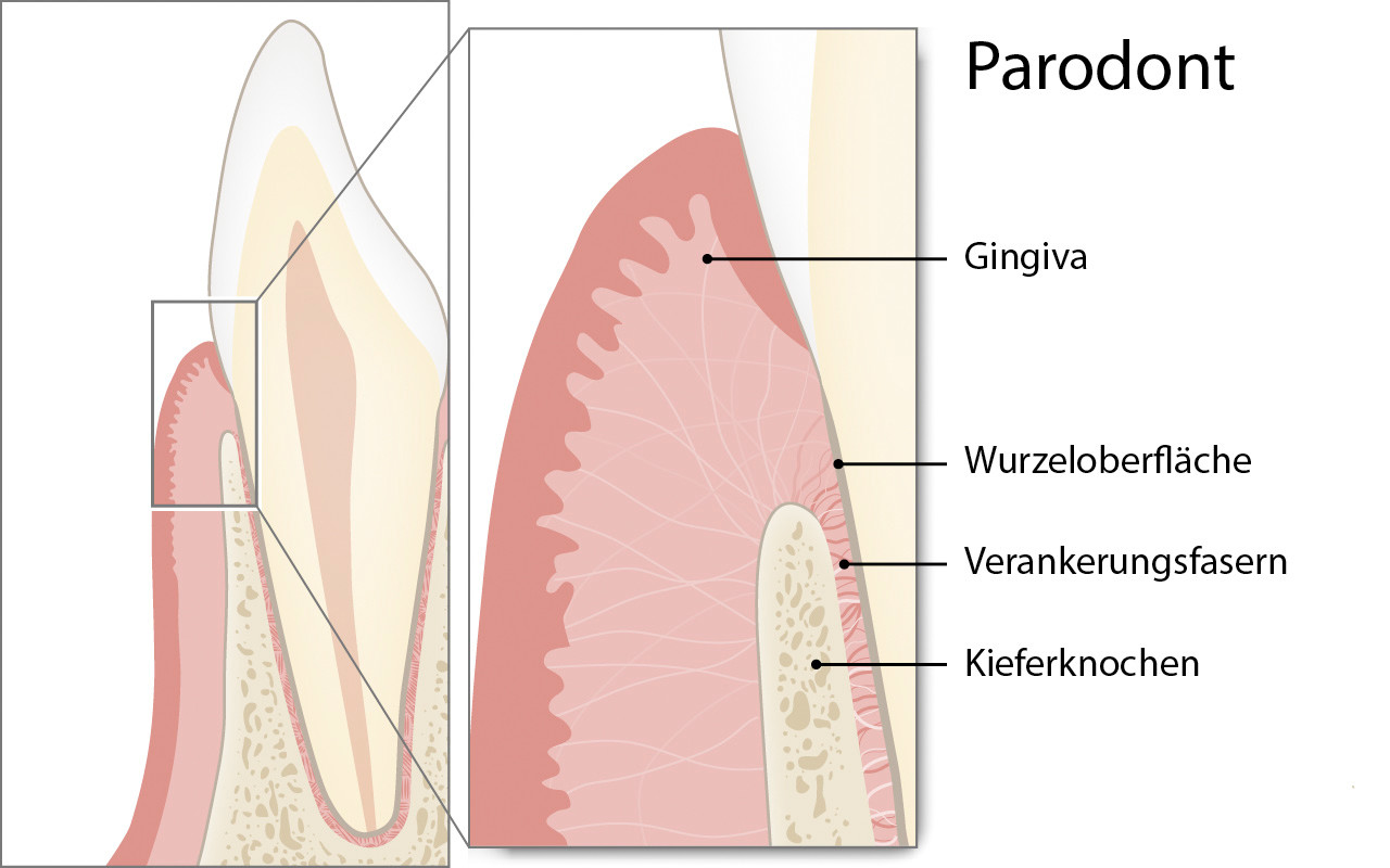 parodont